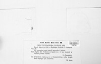 Polythrincium trifolii image
